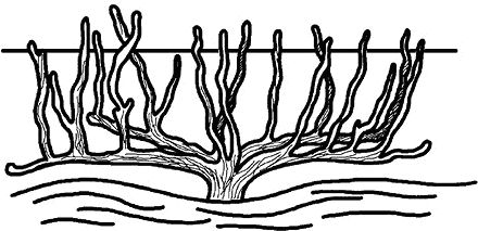 Николай Анисимов - Умный виноградник без хлопот