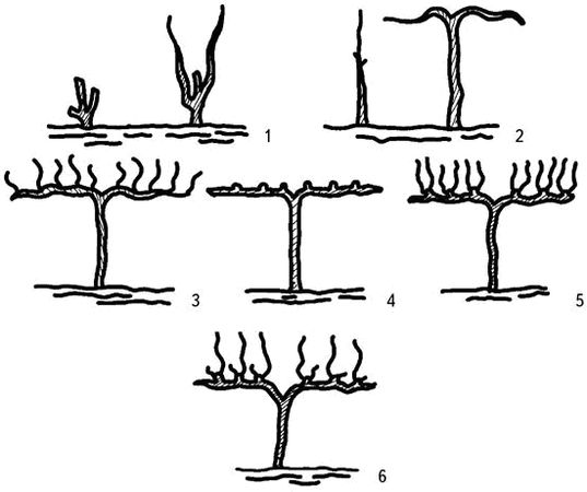 Николай Анисимов - Умный виноградник без хлопот
