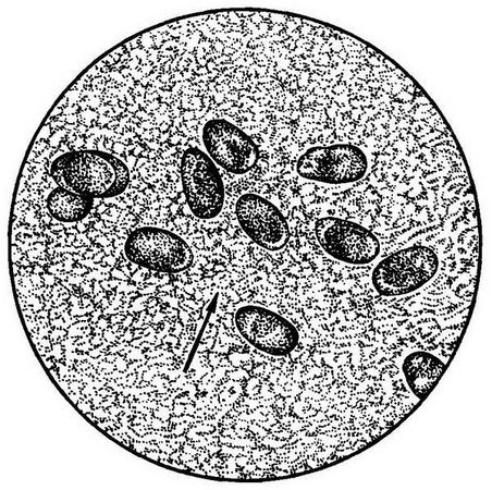 Давид Генис - Паразитология