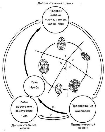 Давид Генис - Паразитология