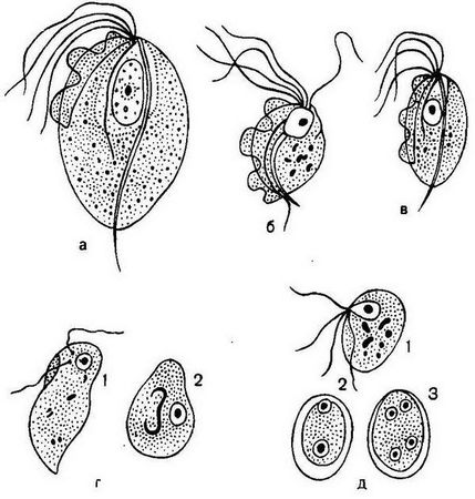 Давид Генис - Паразитология