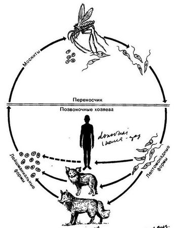 Давид Генис - Паразитология
