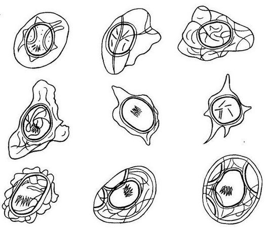 Давид Генис - Паразитология