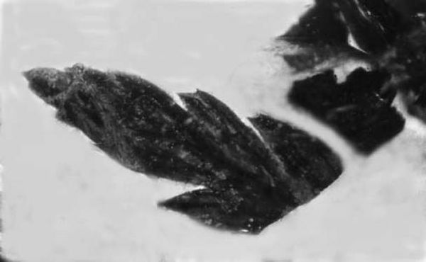 Джордж Пойнар, мл., Роберт Пойнар - Кто кусал динозавров?