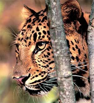 Влада Макарычева - Дальний Восток. Путеводитель