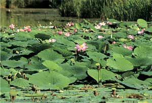 Влада Макарычева - Дальний Восток. Путеводитель