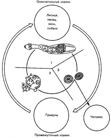 Давид Генис - Паразитология