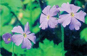 Влада Макарычева - Дальний Восток. Путеводитель