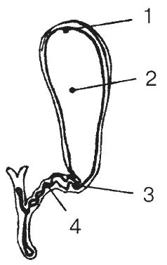 Светлана Чойжинимаева - Болезни сильных людей, или Как обуздать желчь?
