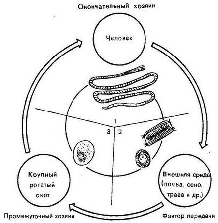 Давид Генис - Паразитология