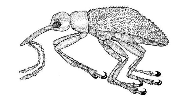 Джордж Пойнар, мл., Роберт Пойнар - Кто кусал динозавров?