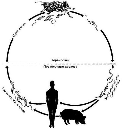 Давид Генис - Паразитология