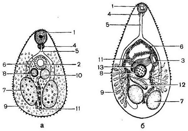 Давид Генис - Паразитология