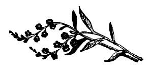 Не жалею, не зову, не плачу...