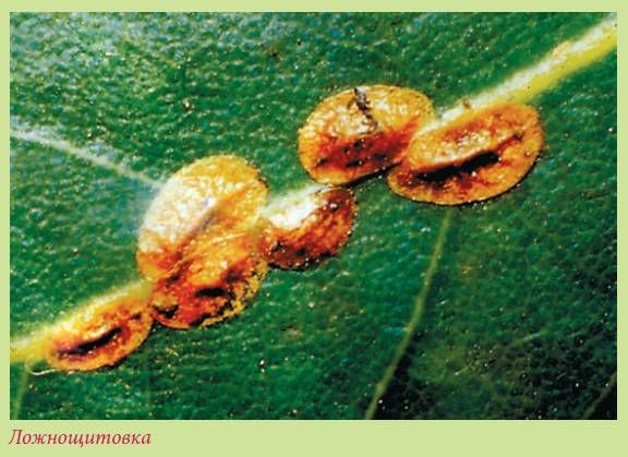 Татьяна Дорошенко - Луковичные растения