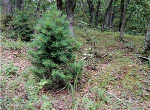 Влада Макарычева - Дальний Восток. Путеводитель