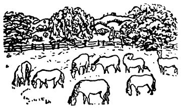 Карел Чапек - Рассказы северных ветров, или По пабам и паркам