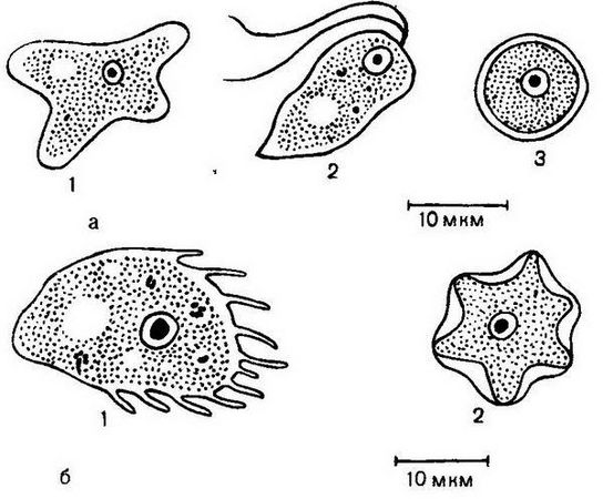 Давид Генис - Паразитология