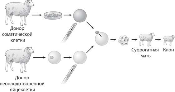 Бет Шапиро - Наука воскрешения видов. Как клонировать мамонта