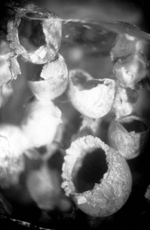 Джордж Пойнар, мл., Роберт Пойнар - Кто кусал динозавров?