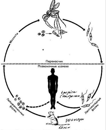 Давид Генис - Паразитология