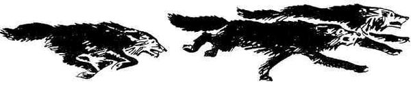 Колокольчик в тайге