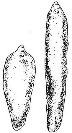 Давид Генис - Паразитология