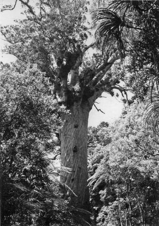 Джордж Пойнар, мл., Роберт Пойнар - Кто кусал динозавров?