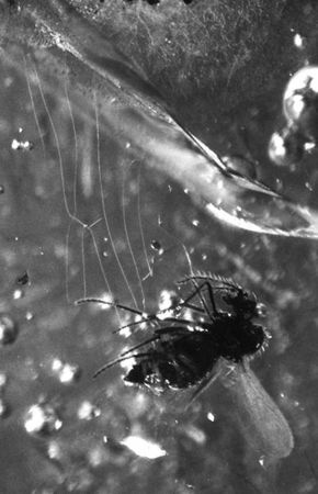 Джордж Пойнар, мл., Роберт Пойнар - Кто кусал динозавров?