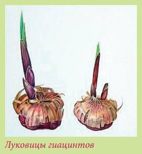 Татьяна Дорошенко - Луковичные растения