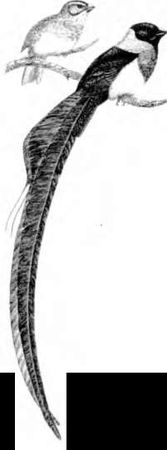 Марина Бутовская - Тайны пола. Мужчина и женщина в зеркале эволюции