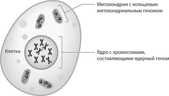 Бет Шапиро - Наука воскрешения видов. Как клонировать мамонта