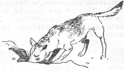 Екатерина Сургутская - Двадцать дней на борту корабля "Очарование"