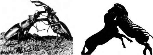 Марина Бутовская - Тайны пола. Мужчина и женщина в зеркале эволюции