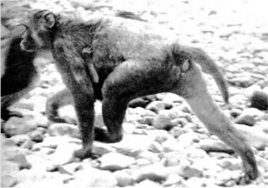 Марина Бутовская - Тайны пола. Мужчина и женщина в зеркале эволюции