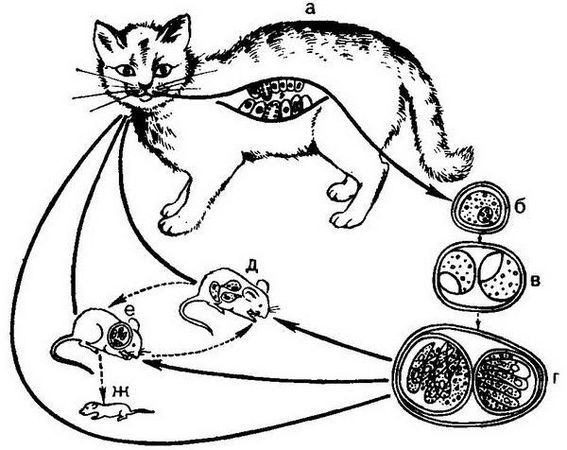 Давид Генис - Паразитология