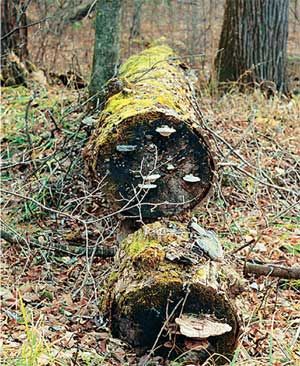 Влада Макарычева - Дальний Восток. Путеводитель