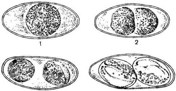 Давид Генис - Паразитология