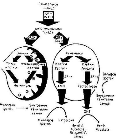 Марина Бутовская - Тайны пола. Мужчина и женщина в зеркале эволюции