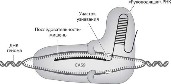 Бет Шапиро - Наука воскрешения видов. Как клонировать мамонта