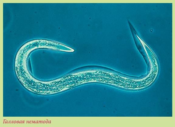 Татьяна Дорошенко - Луковичные растения