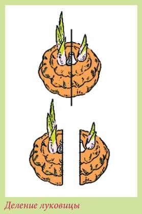Татьяна Дорошенко - Луковичные растения