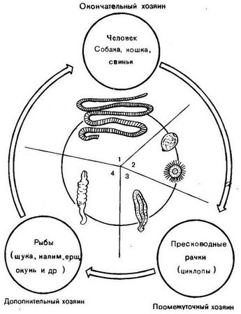 Давид Генис - Паразитология