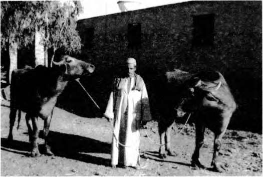 Марина Бутовская - Тайны пола. Мужчина и женщина в зеркале эволюции