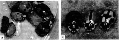 Марина Бутовская - Тайны пола. Мужчина и женщина в зеркале эволюции