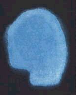 Анни Безант, Чарльз Ледбитер - Мыслеформы