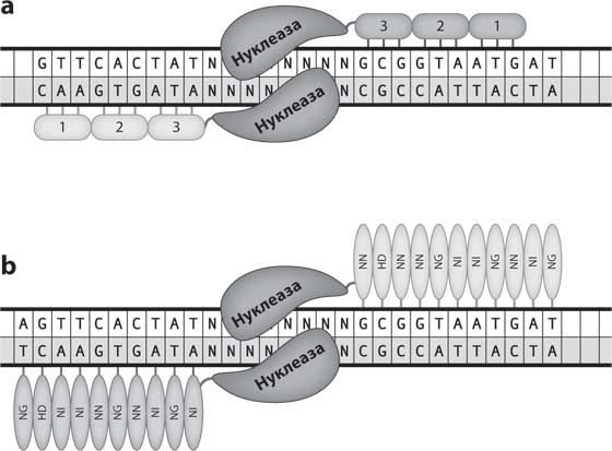 Бет Шапиро - Наука воскрешения видов. Как клонировать мамонта