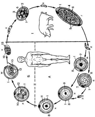 Давид Генис - Паразитология