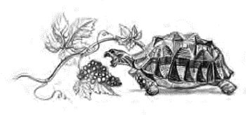 Иван Шмелев - Детям (сборник)