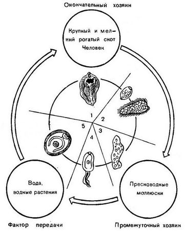 Давид Генис - Паразитология